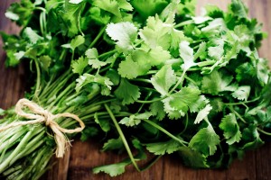 Herb: Bunch of fresh cilantro. Focus on few roots on foreground.