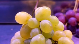 Grape-465x261